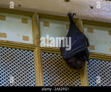 Primo piano di una rodrigues flying fox appesi al soffitto mentre dorme, tropicali mega bat, minacciate specie animale dall'Africa Foto Stock