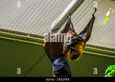 Rodrigues flying fox appesi al soffitto in primo piano, tropicali mega bat, minacciate specie animale dall'Africa Foto Stock