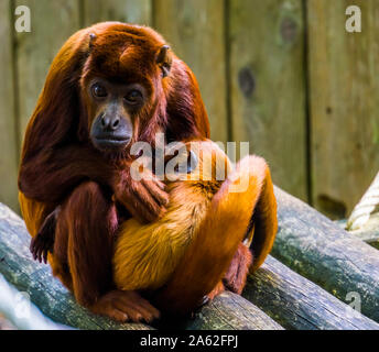 Bel ritratto di un ramato titi con il suo neonato, Madre scimmia cuddling con il suo bambino, Primate behavior Foto Stock