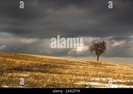 La primavera è alle porte. In lontananza si possono vedere gli uccelli di migrazione dopo l'inverno. Un lone tree sorge in un campo prima del tramonto. Foto Stock