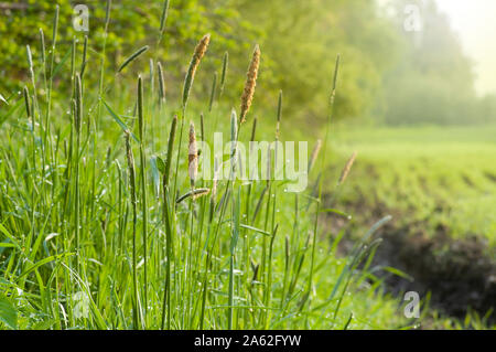 Primo piano di fleolo (riccia fluitans Phleum pratense), un membro della famiglia di erba. Prato in mattinata con una luce tenue e sfocata buckground Foto Stock