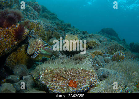 Due dei cefalopodi sono coniugate sotto il mare e nuotano cercando un den a riposo assicurato Foto Stock