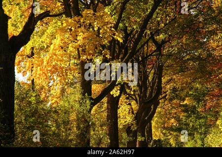 Colori d'autunno alberi in piedi lungo il vicolo sulla strada principale. Il periodo più bello dell anno in natura. Foto Stock