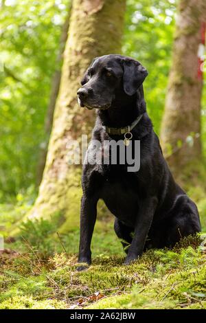 Un ritratto di un nero labrador cane seduto tra gli alberi in una foresta. Il cane è in attesa di giocare nel bosco. Foto Stock