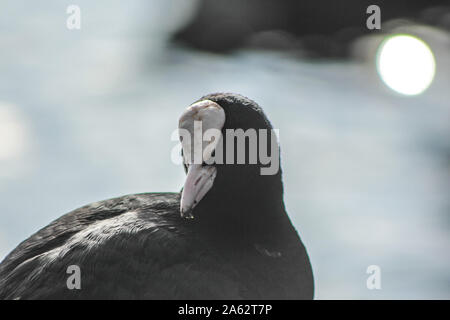 La folaga, fulica atra, nuoto su un laghetto Foto Stock