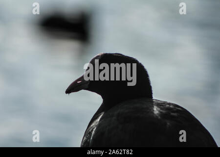 La folaga, fulica atra, nuoto su un laghetto Foto Stock