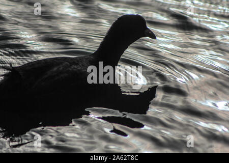 La folaga, fulica atra, nuoto su un laghetto Foto Stock