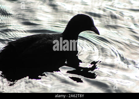 La folaga, fulica atra, nuoto su un laghetto Foto Stock