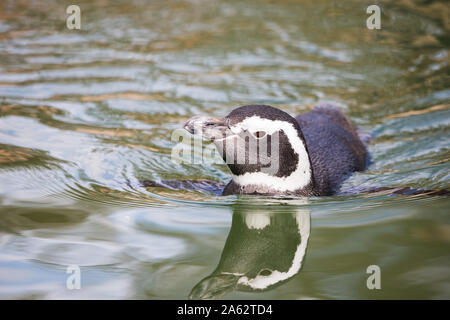 Un pinguino Magellanic nuota verso la telecamera. Foto Stock