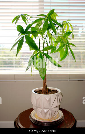 Pachira Aquatica - Guiana castagno da America Centrale e America del Sud, comunemente venduto come un 'strumenti tree" Foto Stock