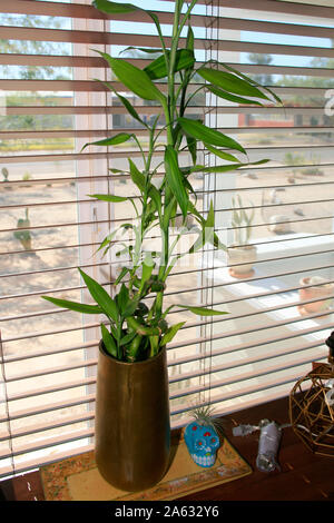 Dracaena Sanderiana nativa per l'Africa centrale e comunemente commercializzato come "Lucky Bamboo' Foto Stock