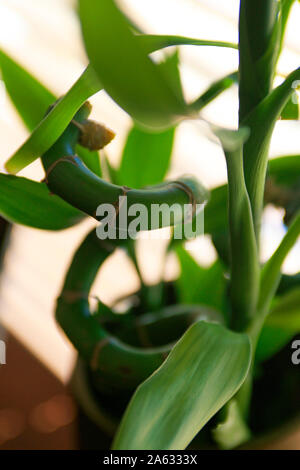 Stelo ritorto di dracaena Sanderiana nativa per l'Africa centrale e comunemente commercializzato come "Lucky Bamboo' Foto Stock