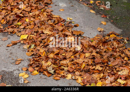 Caduta foglie su un marciapiede in autunno. Foto Stock