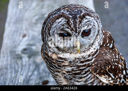 Close up di Chaco Allocco (Strix chacoensis) Foto Stock