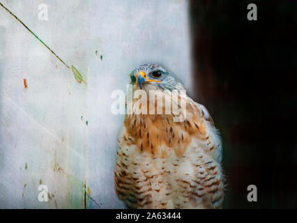 Una ferruginosa Poiana (Buteo regalis) Foto Stock