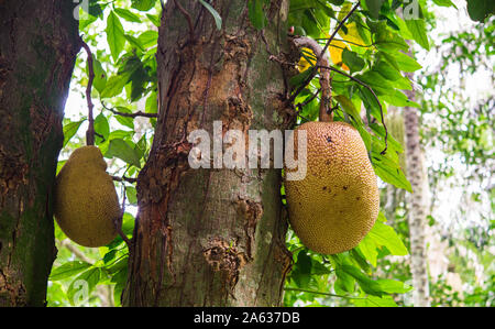 Graviola frutto esotico che cresce su un albero in una giungla tropicale. Foto Stock