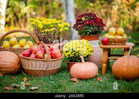 Autunno composizione con fiori di crisantemi, zucche, rosse mele e pere di colore giallo in un cesto di vimini in giardino d'autunno. All'esterno. Foto Stock