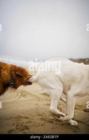 Cane morde un altro cane di coda in un playfight Foto Stock