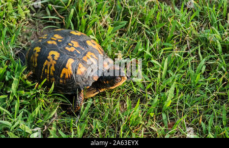 Un giallo e marrone tartaruga è però ridotta erba in un parco locale. Foto Stock