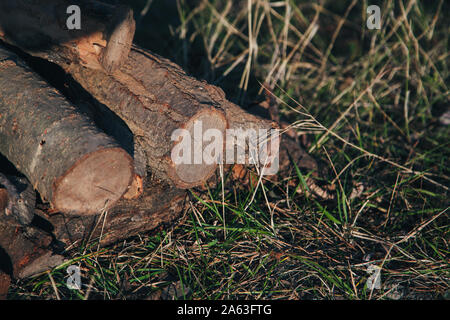 Catasta di legna da ardere nel campo sull'erba. Un sacco di legno secco. Foto Stock