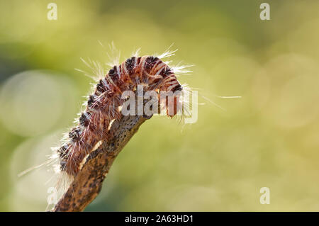 Caterpillar pelose sul secco rametto Foto Stock