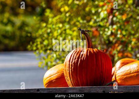 Zucche in appoggio su un carro con fogliame di autunno in background Foto Stock