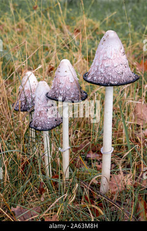 Bella avvocati parrucca di funghi, in latino Coprinus comatus in erba, la foto è stata scattata nel Parco Nazionale Dwingelderveld nei Paesi Bassi Foto Stock