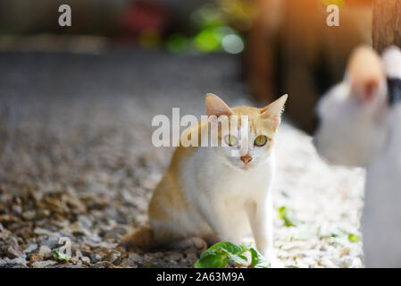 Bianco e arancione cat / tabby ginger cat Foto Stock