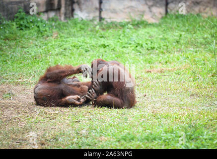 Orangutan amore in famiglia e giocare su erba verde campo Foto Stock