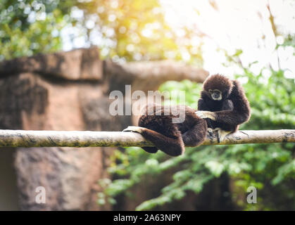 Gibbon comune o bianco-consegnato gibbon sul ramo di albero / Hylobates lar Foto Stock