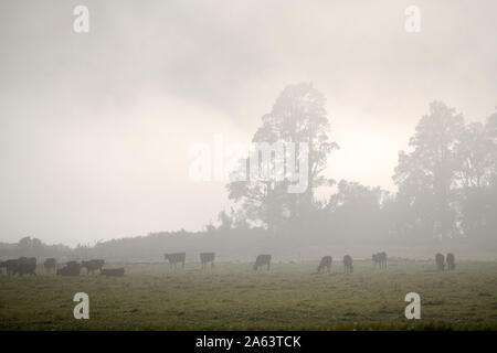 Una leggera nebulizzazione rotoli attraverso un West Coast farm nelle prime ore del mattino Foto Stock