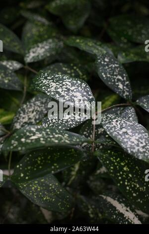 Dracaena surculosa polvere d oro dracaena pianta. Foto Stock