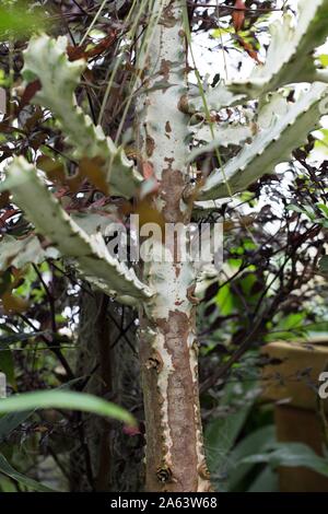 Euphorbia lactea 'Bianco fantasma' candelabri impianto. Foto Stock