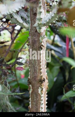 Euphorbia lactea 'Bianco fantasma' candelabri impianto. Foto Stock