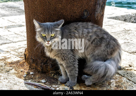 Bellissimo gatto grigio in strada in Perast, Montenegro Foto Stock