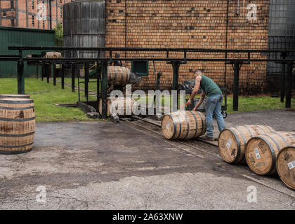 Versailles, Stati Uniti: 5 maggio 2016: lavoratore barili di tenuta come esse rotolano fuori borbone distillery Foto Stock