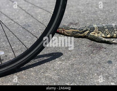 La lucertola varanid è morto e sdraiato sulla strada. Il Varanus salvator, sapere come Asian monitor acqua, morto da crash del traffico su una strada rurale in Thai co Foto Stock