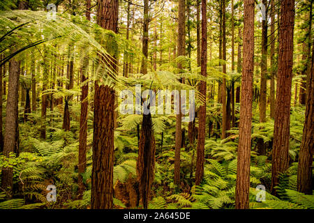 Spessa tettoia lussureggianti dell Alto Redwoods di Whakarewarewa foresta in Rotorua Nuova Zelanda Foto Stock