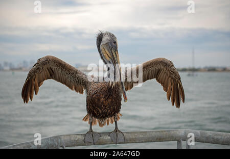 Pellicano marrone con le ali spiegate appollaiato su una ringhiera a Shelter Island nella baia di San Diego, California. Foto Stock