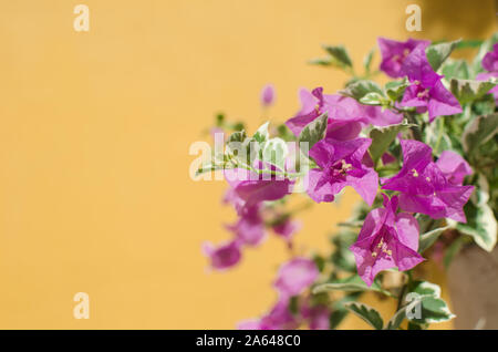 Bella bouganvillea su sfondo giallo Foto Stock