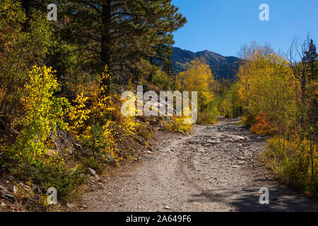 Aspens Lungo Old Lime Creek Road In Autunno, San Juan National Forest, San Juan County, Colorado Foto Stock