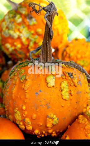 Presenta verrucosa zucche, noto come Knuckleheads, sono in mostra in una zucca patch. Knucklehead zucche sono una tendenza calda come fanno spooky Jack o'lanterne. Foto Stock