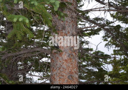 Estate in Colorado: Picchio americano a tre punte arroccato in una conifera nel Rocky Mountain National Park Foto Stock