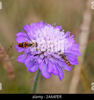 Hoverfly su un campo Scabious (Knautia arvense) fiori, Rutland acqua, Leicestershire, Inghilterra, Regno Unito. Foto Stock