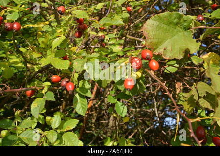 Rosso rosa canina che cresce su una boccola Foto Stock