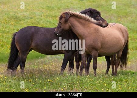 Due cavalli islandese (Equus caballus ferus) presso il grooming reciproco, Vestrahorn, Islanda Foto Stock