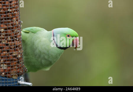 Un grazioso anello-cervice o rosa-inanellati parrocchetto alimentazione da un alimentatore di arachidi. È IL REGNO UNITO più abbondanti naturalizzato parrot. Foto Stock