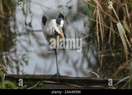 Un grazioso airone cenerino, Ardea cinerea, in piedi su una gamba sola, su un log in canneti, graffiare il suo volto. Foto Stock