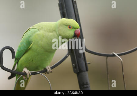 Un grazioso anello-cervice o rosa-inanellati parrocchetto appollaiate su un uccello alimentatore. È IL REGNO UNITO più abbondanti naturalizzato parrot. Foto Stock