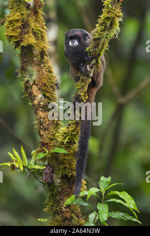 Graells's Black-mantello Tamarin- Saguinus nigricollis graellsi, timido minuscolo primate con faccia bianca da pendici andine del Sud America, Wild Sumaco, Ecua Foto Stock